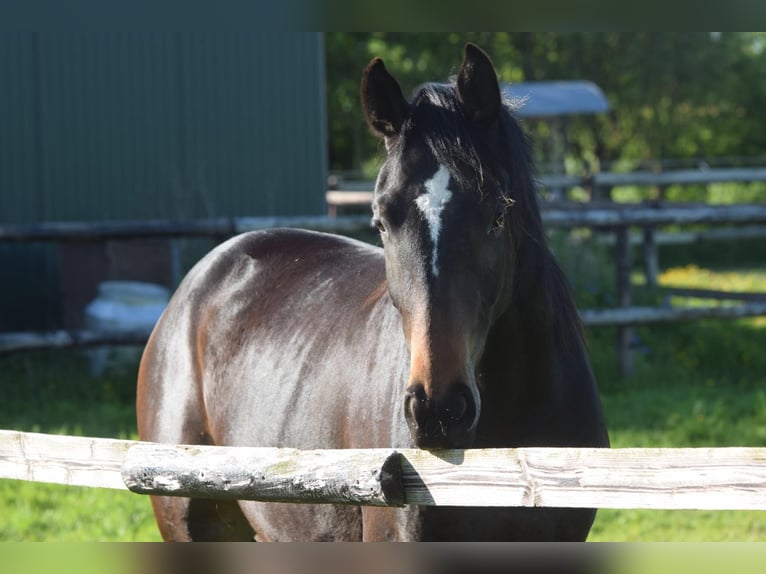 Hanoverian Mare 3 years 16,2 hh Bay-Dark in Hellschen-Heringsand-Unterschaar