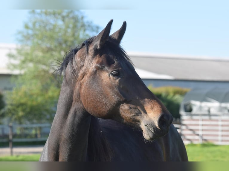 Hanoverian Mare 3 years 16,2 hh Bay-Dark in Hellschen-Heringsand-Unterschaar