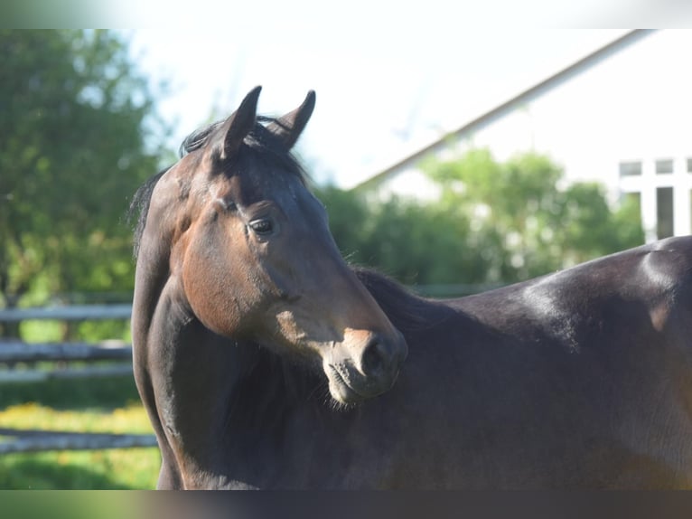 Hanoverian Mare 3 years 16,2 hh Bay-Dark in Hellschen-Heringsand-Unterschaar