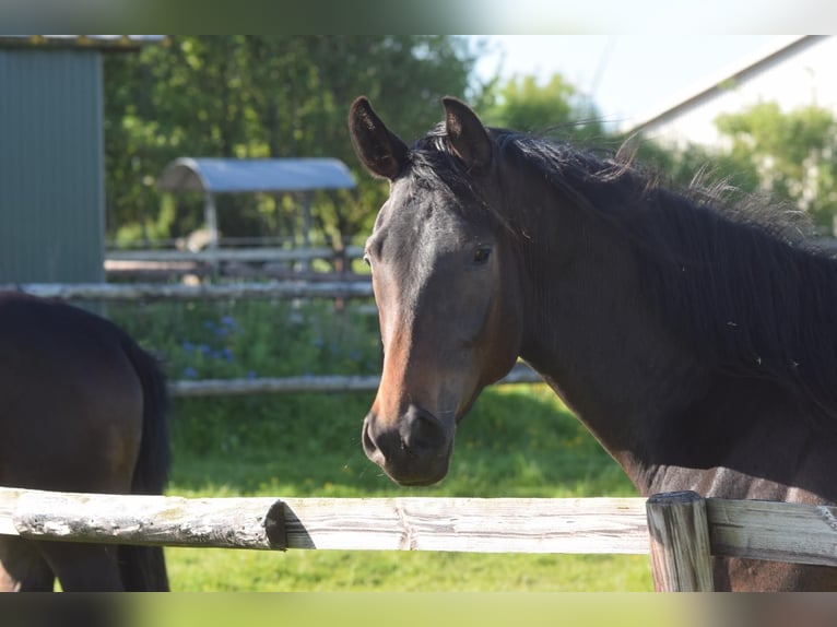 Hanoverian Mare 3 years 16,2 hh Bay-Dark in Hellschen-Heringsand-Unterschaar