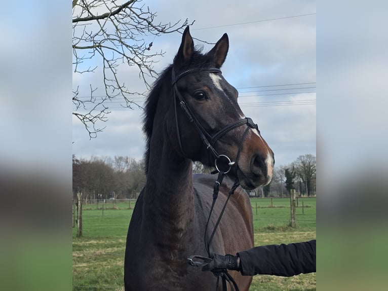 Hanoverian Mare 3 years 16,2 hh Bay-Dark in Wachtendonk