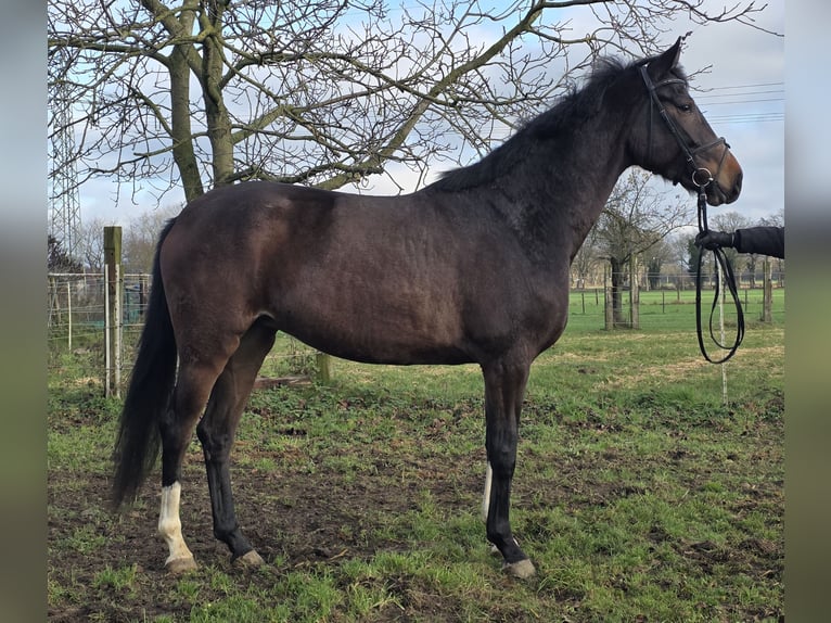 Hanoverian Mare 3 years 16,2 hh Bay-Dark in Wachtendonk