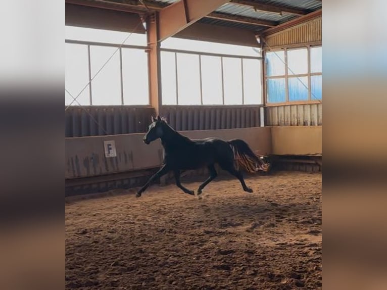 Hanoverian Mare 3 years 16,2 hh Black in Hirschhorn