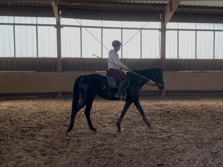 Hanoverian Mare 3 years 16,2 hh Black in Hirschhorn