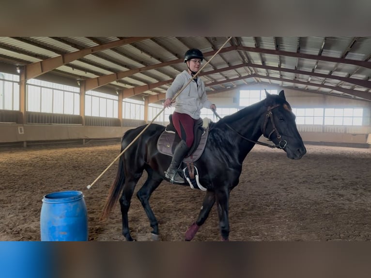 Hanoverian Mare 3 years 16,2 hh Black in Hirschhorn