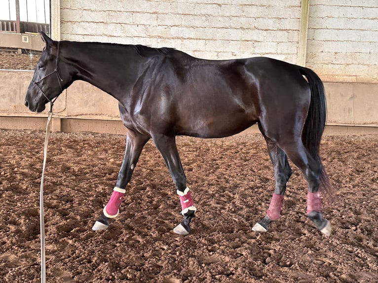 Hanoverian Mare 3 years 16,2 hh Black in Hirschhorn