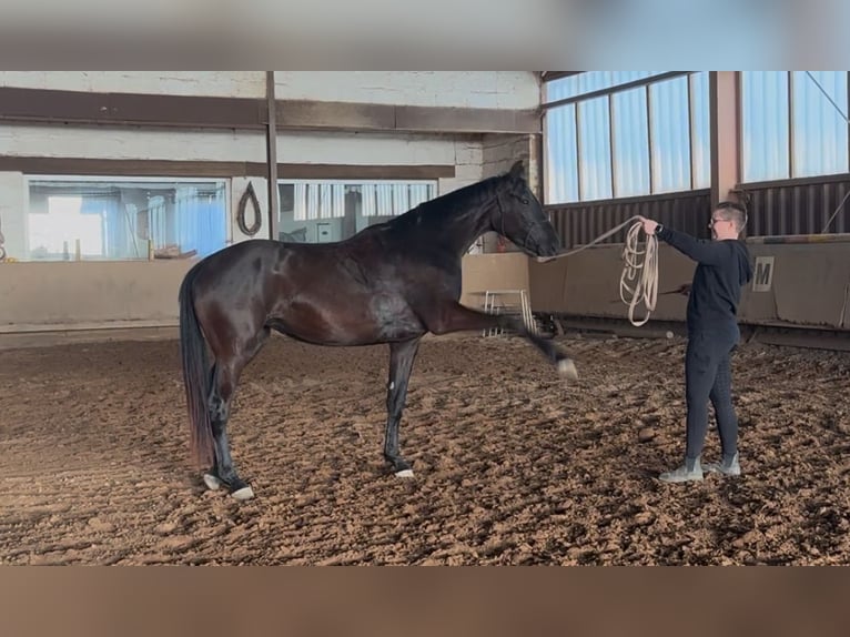 Hanoverian Mare 3 years 16,2 hh Black in Hirschhorn