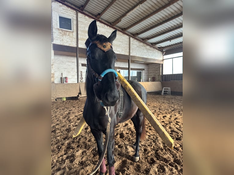 Hanoverian Mare 3 years 16,2 hh Black in Hirschhorn