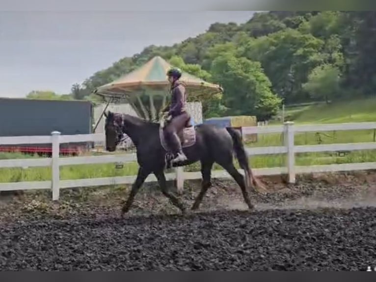 Hanoverian Mare 3 years 16,2 hh Black in Hirschhorn
