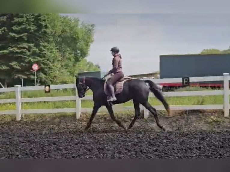 Hanoverian Mare 3 years 16,2 hh Black in Hirschhorn