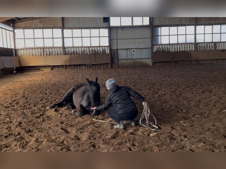 Hanoverian Mare 3 years 16,2 hh Black in Hirschhorn