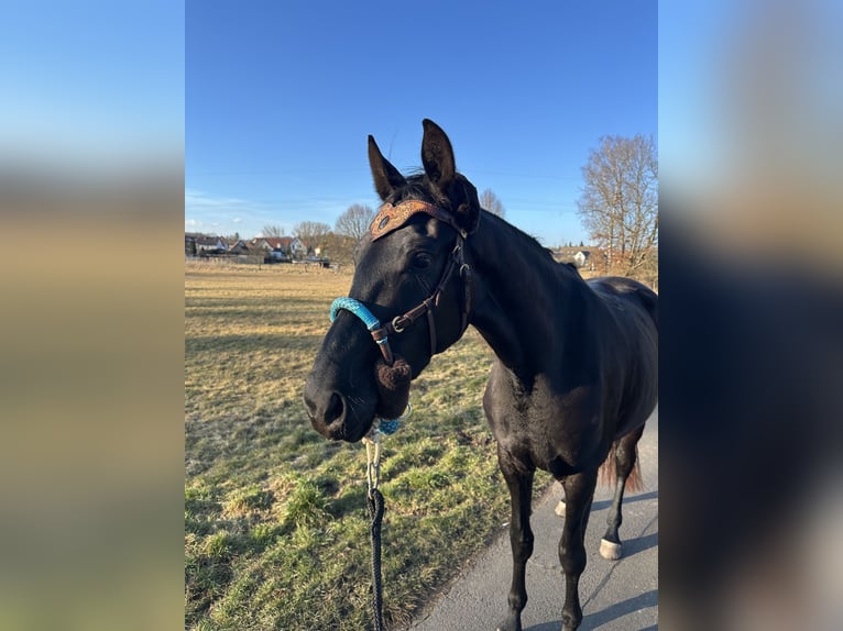 Hanoverian Mare 3 years 16,2 hh Black in Hirschhorn