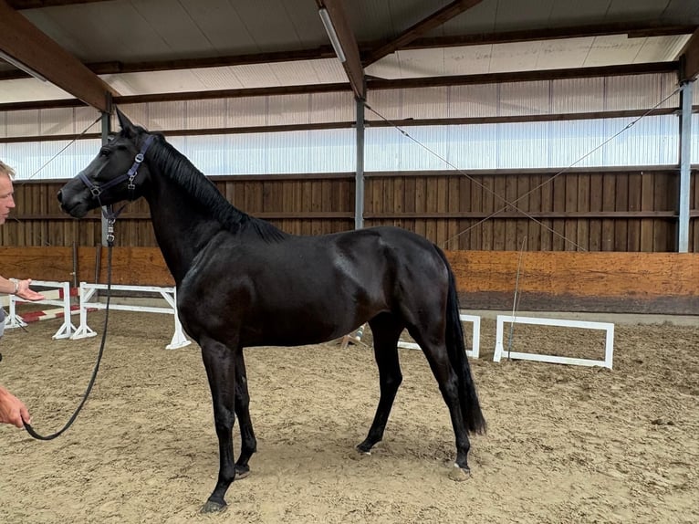 Hanoverian Mare 3 years 16,2 hh Black in Verden (Aller)