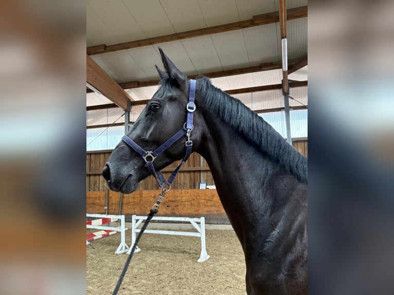 Hanoverian Mare 3 years 16,2 hh Black in Verden (Aller)