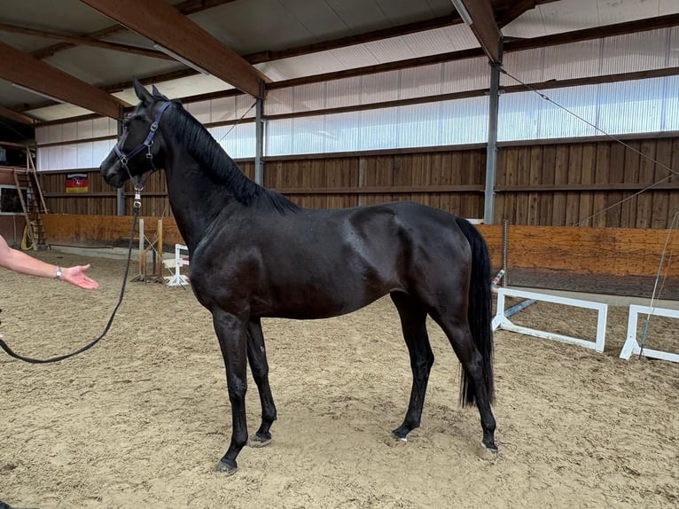 Hanoverian Mare 3 years 16,2 hh Black in Verden (Aller)