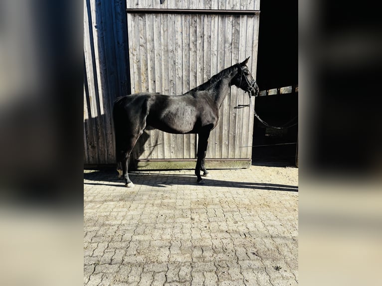 Hanoverian Mare 3 years 16,2 hh Black in Zell am Moos