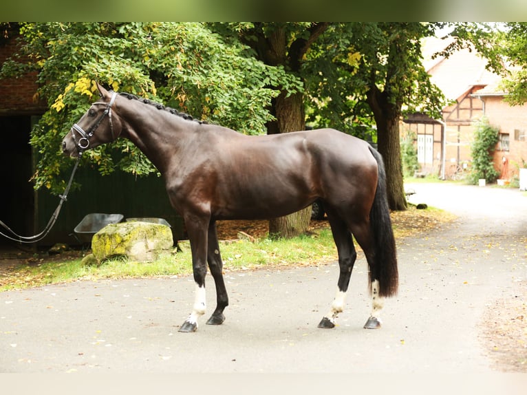 Hanoverian Mare 3 years 16,2 hh Black in Landesbergen