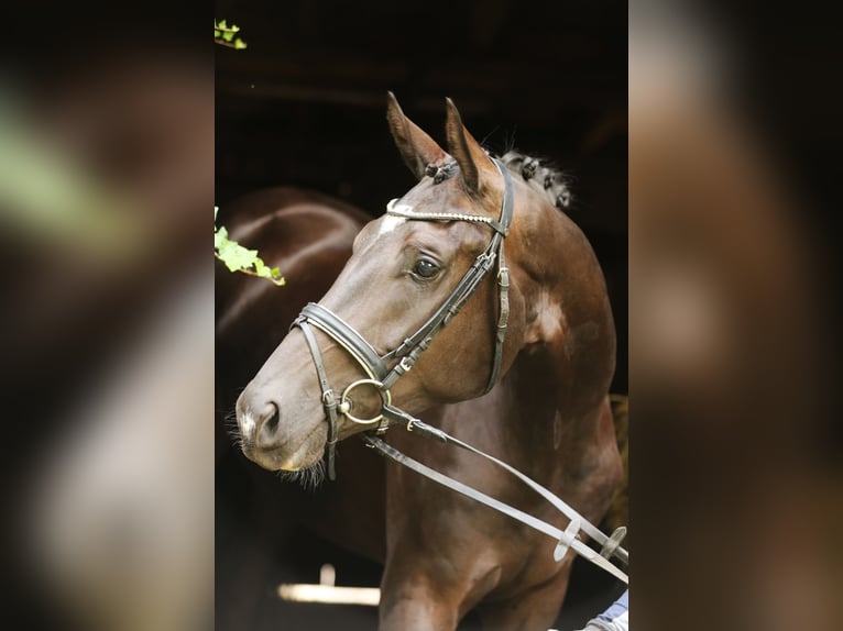 Hanoverian Mare 3 years 16,2 hh Black in Landesbergen