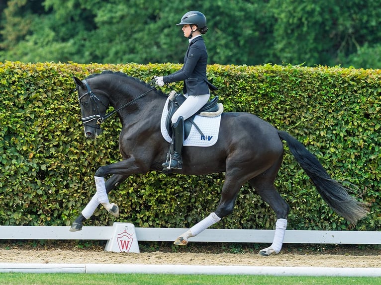 Hanoverian Mare 3 years 16,2 hh Black in M&#xFC;nster-Handorf