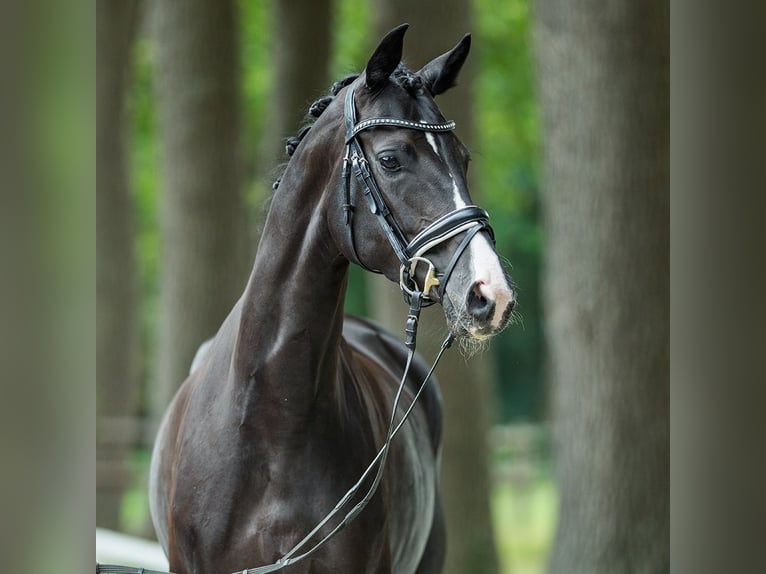 Hanoverian Mare 3 years 16,2 hh Black in M&#xFC;nster-Handorf