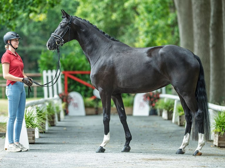 Hanoverian Mare 3 years 16,2 hh Black in M&#xFC;nster-Handorf