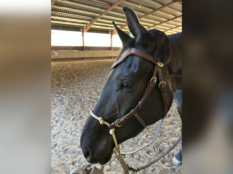 Hanoverian Mare 3 years 16,2 hh Black in Hirschhorn