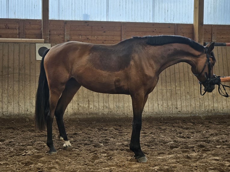 Hanoverian Mare 3 years 16,2 hh Brown in Bad Karlshafen