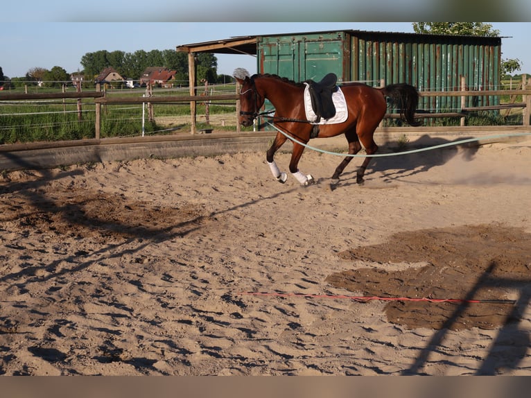 Hanoverian Mare 3 years 16,2 hh Brown in Mönchengladbach
