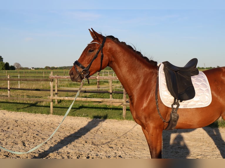 Hanoverian Mare 3 years 16,2 hh Brown in Mönchengladbach