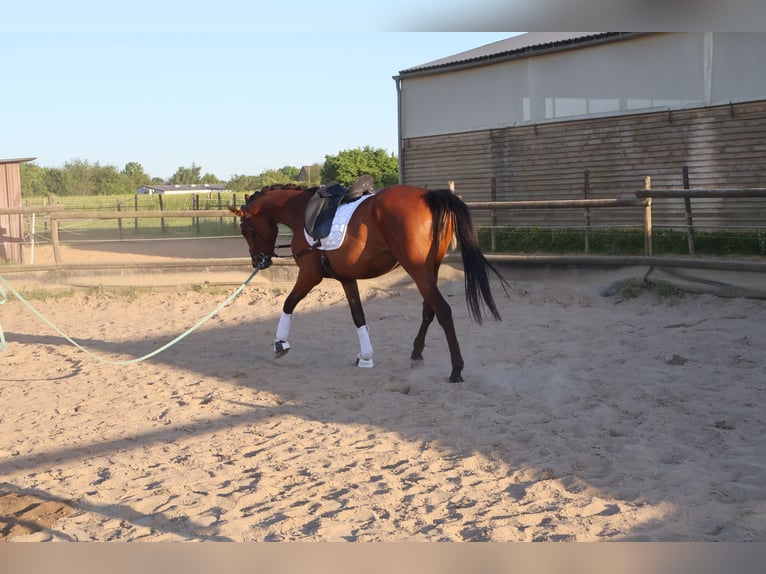 Hanoverian Mare 3 years 16,2 hh Brown in Mönchengladbach