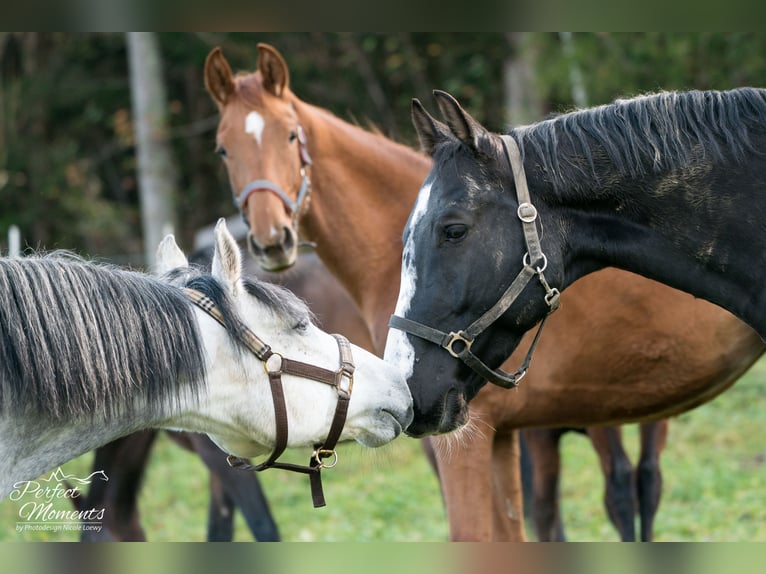Hanoverian Mare 3 years 16,2 hh Chestnut in Strobl
