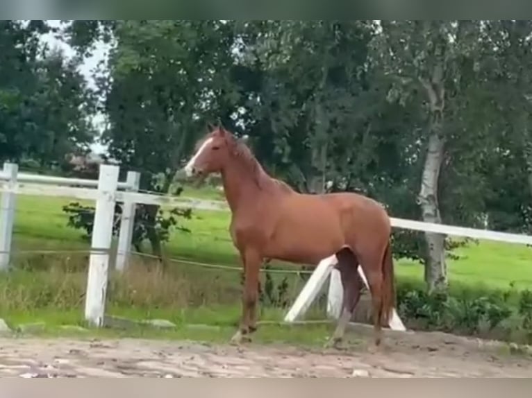 Hanoverian Mare 3 years 16,2 hh Chestnut-Red in Osteel