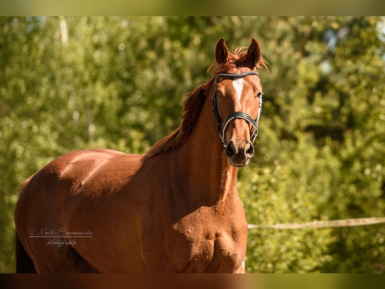 Hanoverian Mare 3 years 16,2 hh Chestnut-Red in Jadów