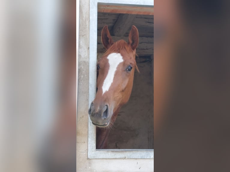 Hanoverian Mare 3 years 16,2 hh Chestnut-Red in Salzgitter