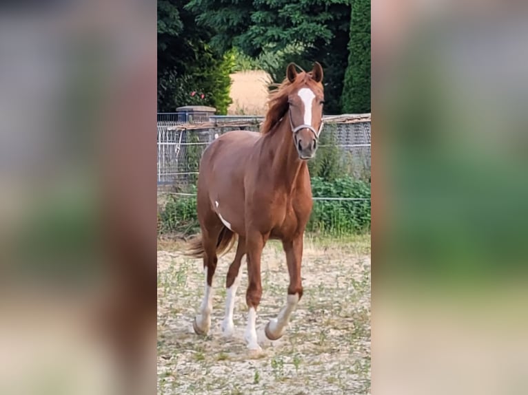Hanoverian Mare 3 years 16,2 hh Chestnut-Red in Salzgitter