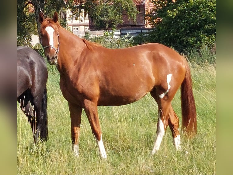 Hanoverian Mare 3 years 16,2 hh Chestnut-Red in Salzgitter