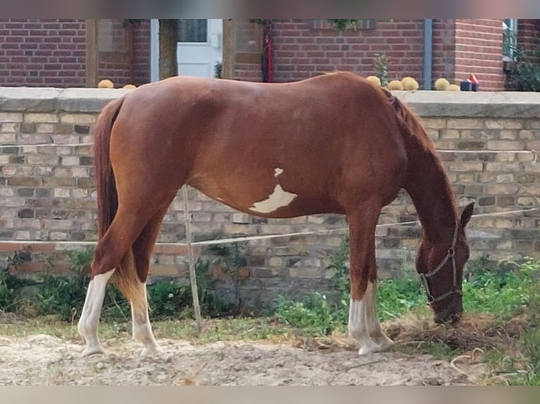 Hanoverian Mare 3 years 16,2 hh Chestnut-Red in Salzgitter
