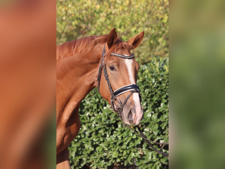 Hanoverian Mare 3 years 16,2 hh Chestnut-Red in Selsingen