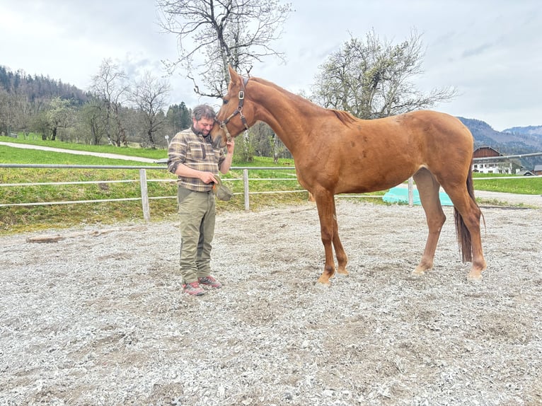Hanoverian Mare 3 years 16,2 hh Chestnut-Red in Strobl