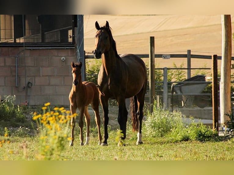 Hanoverian Mare 3 years 16,2 hh in Neu-Eichenberg