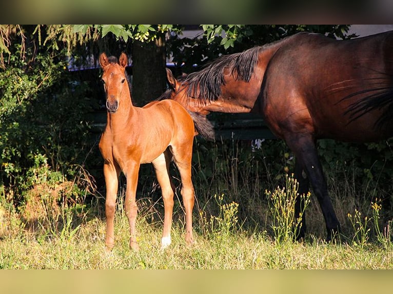 Hanoverian Mare 3 years 16,2 hh in Neu-Eichenberg
