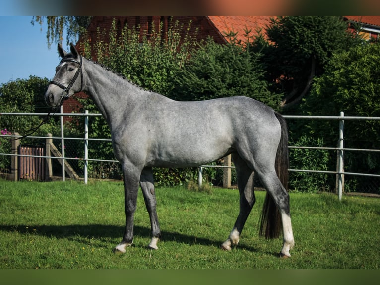 Hanoverian Mare 3 years 16,2 hh Grey in Bleckede1