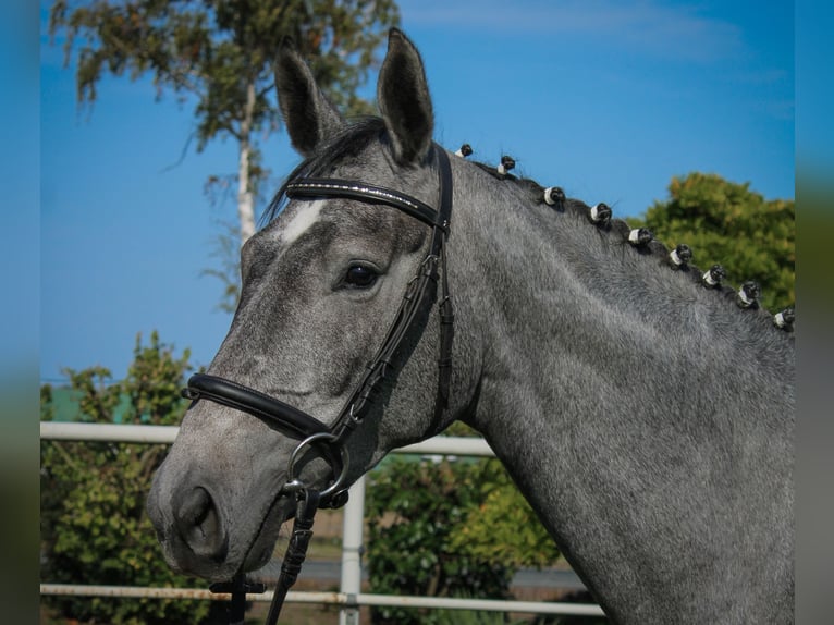 Hanoverian Mare 3 years 16,2 hh Grey in Bleckede1