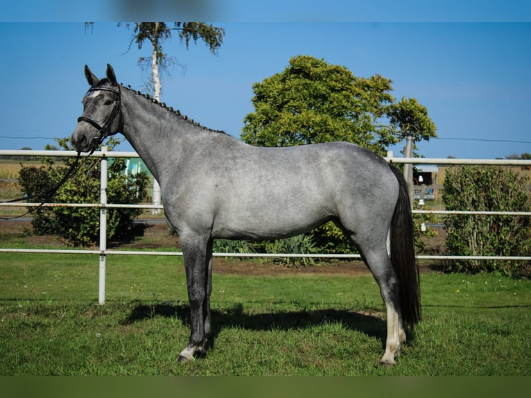 Hanoverian Mare 3 years 16,2 hh Grey in Bleckede1