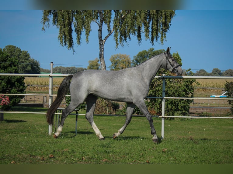Hanoverian Mare 3 years 16,2 hh Grey in Bleckede1