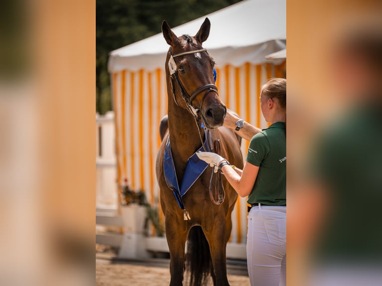 Hanoverian Mare 3 years 16,2 hh Smoky-Black in Moers