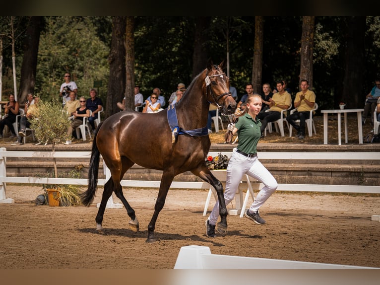 Hanoverian Mare 3 years 16,2 hh Smoky-Black in Moers