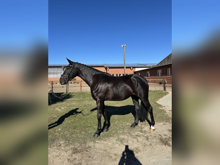 Hanoverian Mare 3 years 16,3 hh Black in Hamburg Kirchwerder