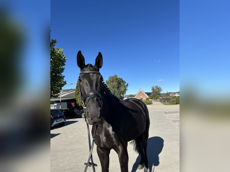 Hanoverian Mare 3 years 16,3 hh Black in Hamburg Kirchwerder