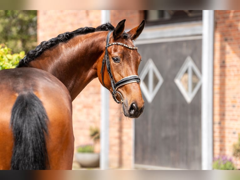 Hanoverian Mare 3 years 16,3 hh Brown in Berlin